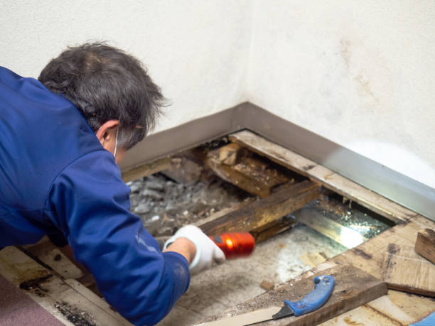 Best Residential Mold Removal  in Mundelein, IL