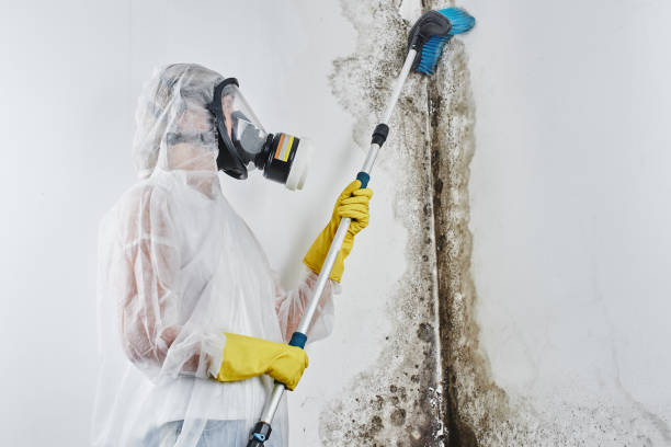 Best Black Mold Removal  in Mundelein, IL