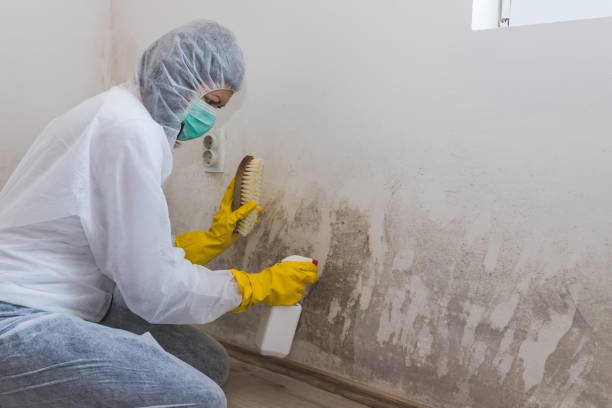 Best Office Mold Removal Services  in Mundelein, IL