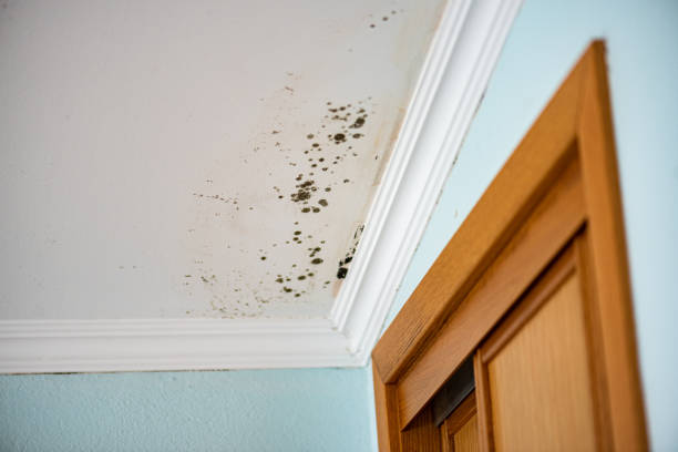 Best Mold Testing  in Mundelein, IL