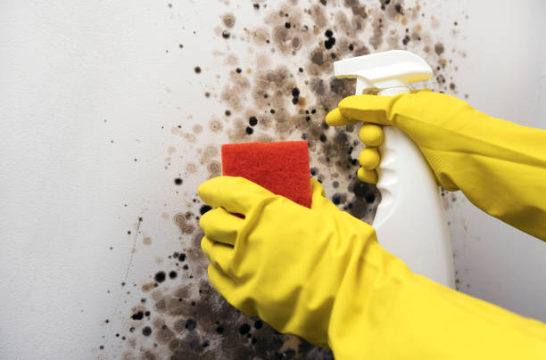 Best Mold Remediation Services  in Mundelein, IL