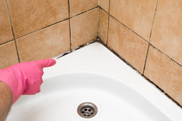 Best Professional Mold Removal  in Mundelein, IL